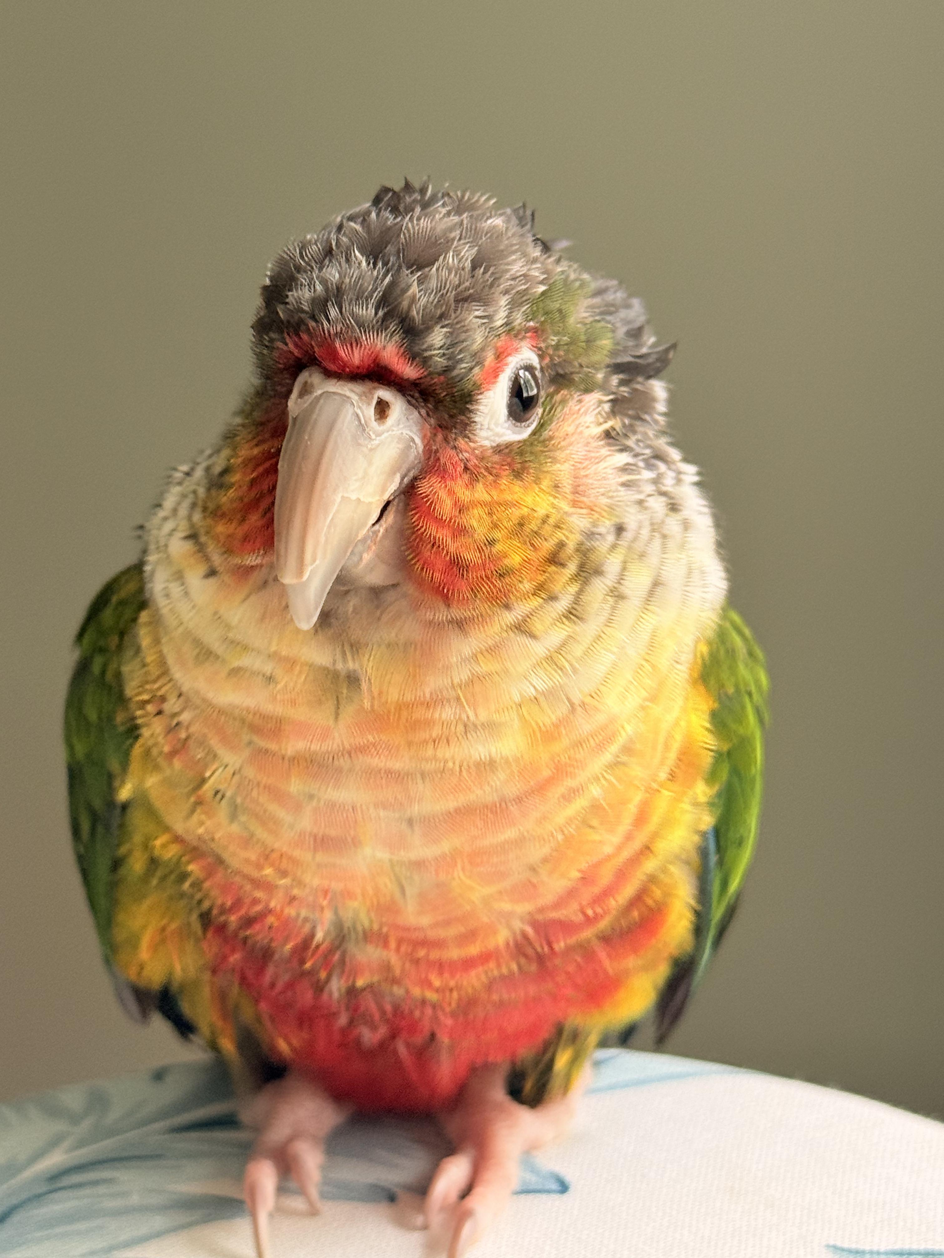 Enlarge Corona, a Adoptable Conure in Fairfax, VA image 4/5