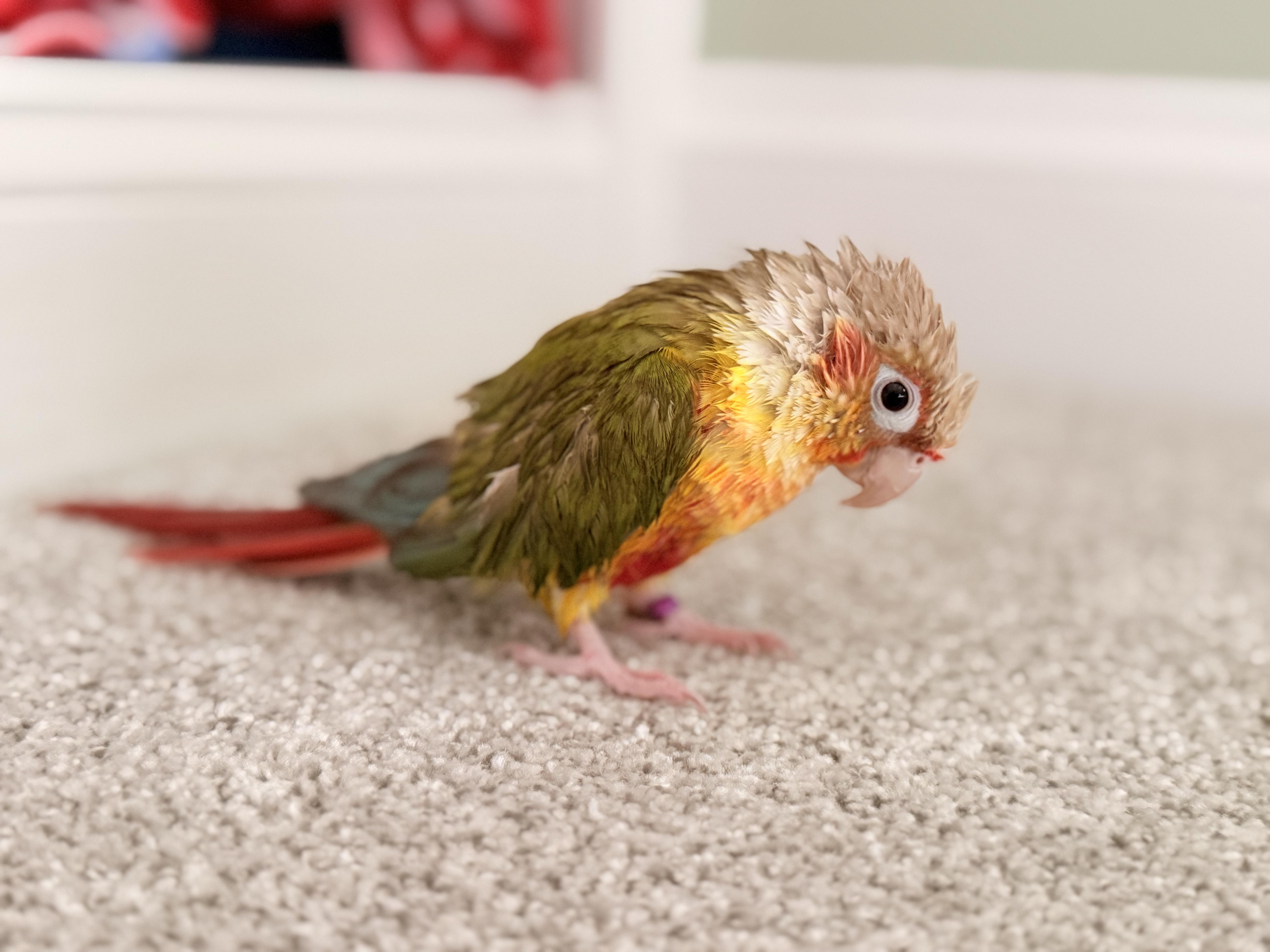 Enlarge Corona, a Adoptable Conure in Fairfax, VA image 5/5