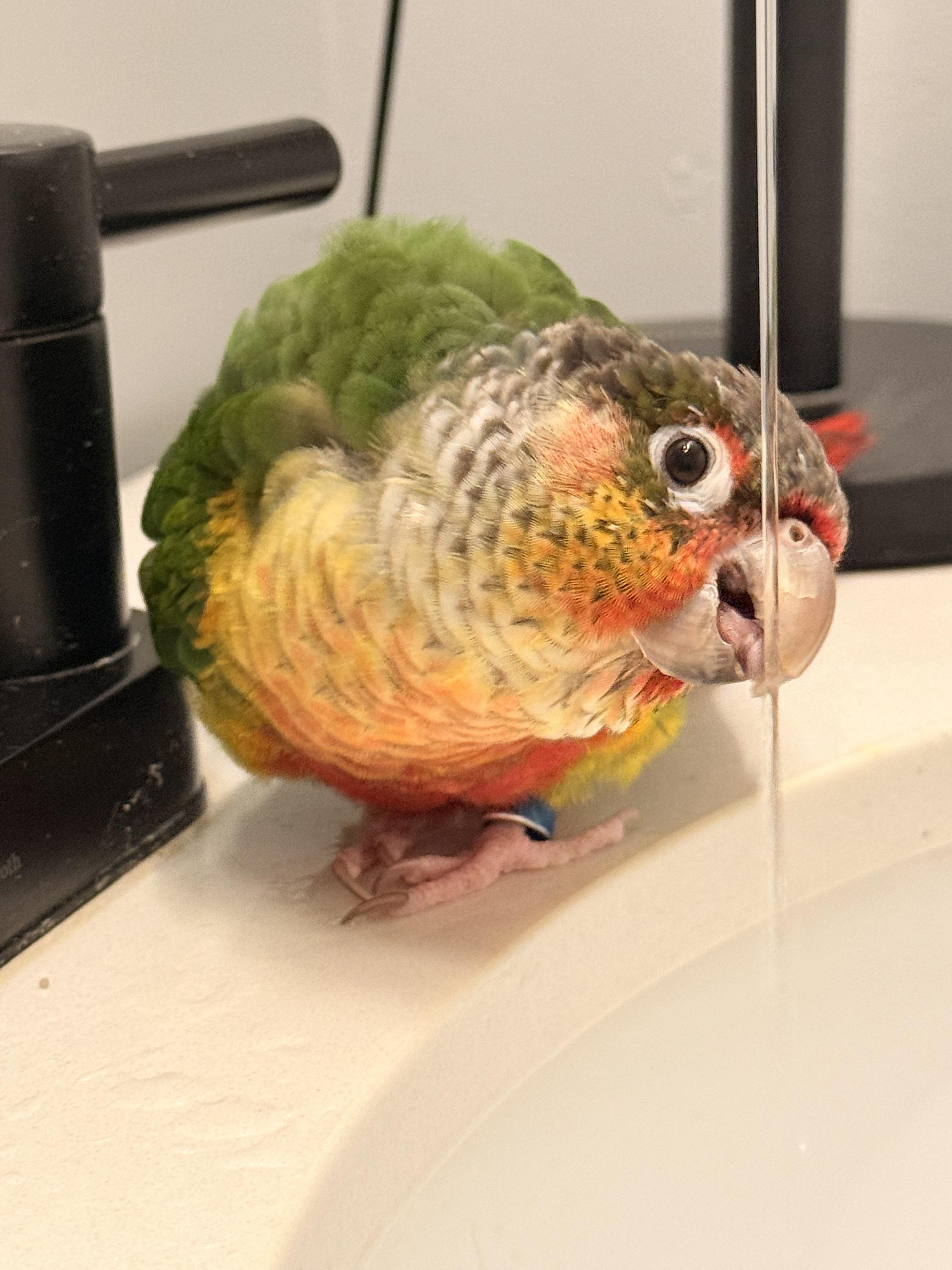 Enlarge Corona, a Adoptable Conure in Fairfax, VA image 1/5