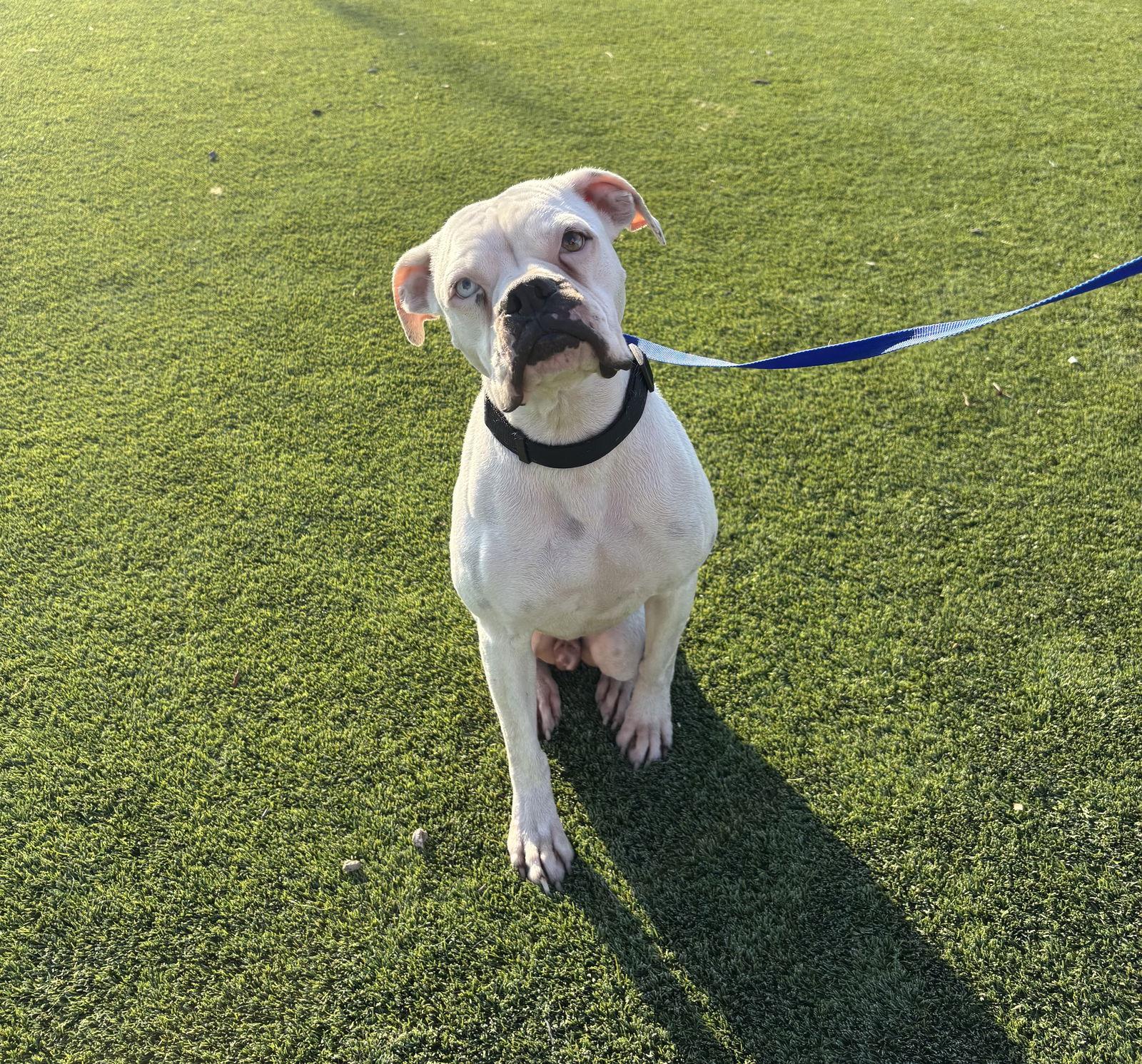 Enlarge VINO, a Adoptable Boxer in Katy, TX image 1/3