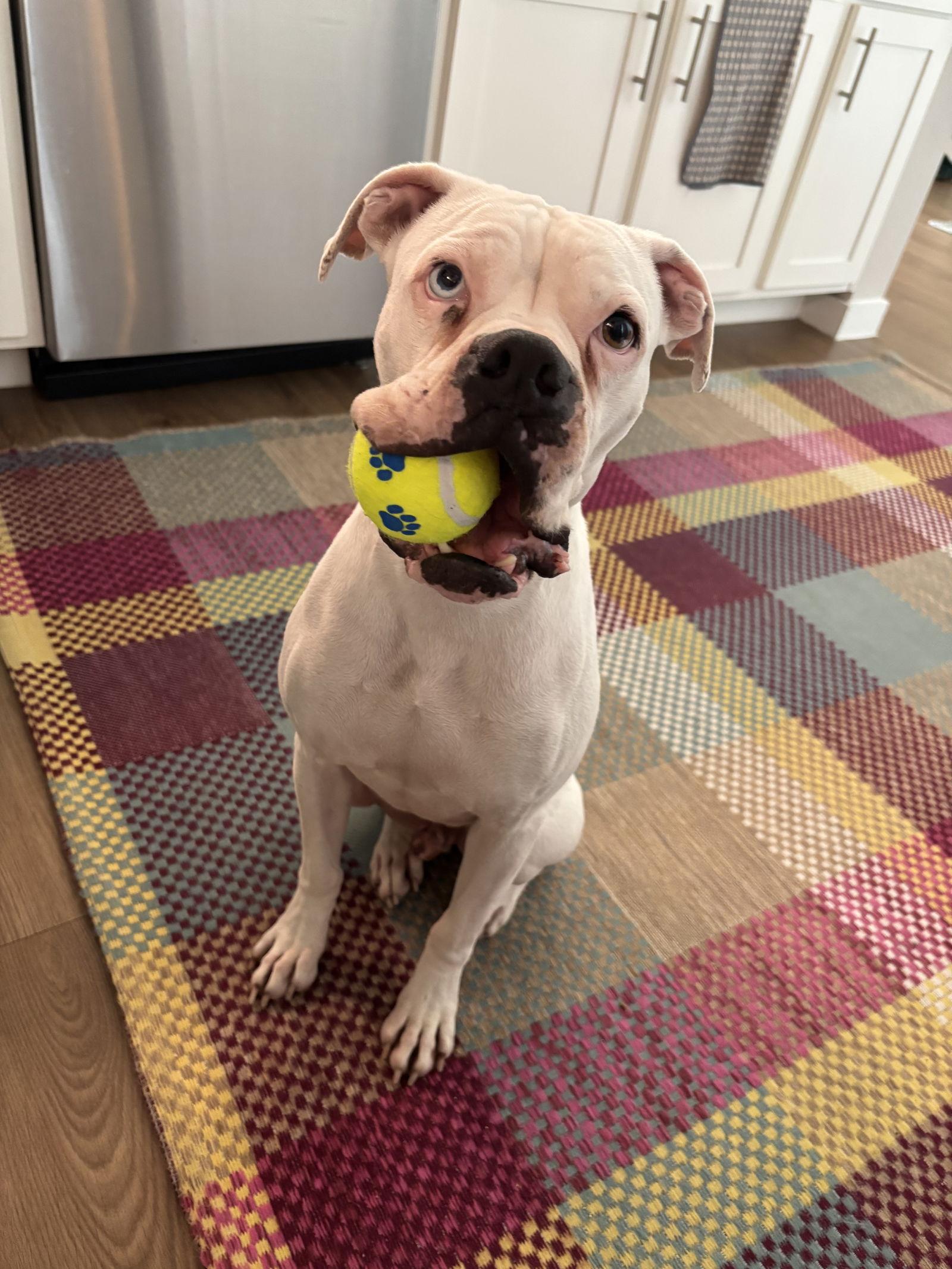 Enlarge VINO, a Adoptable Boxer in Katy, TX image 2/3