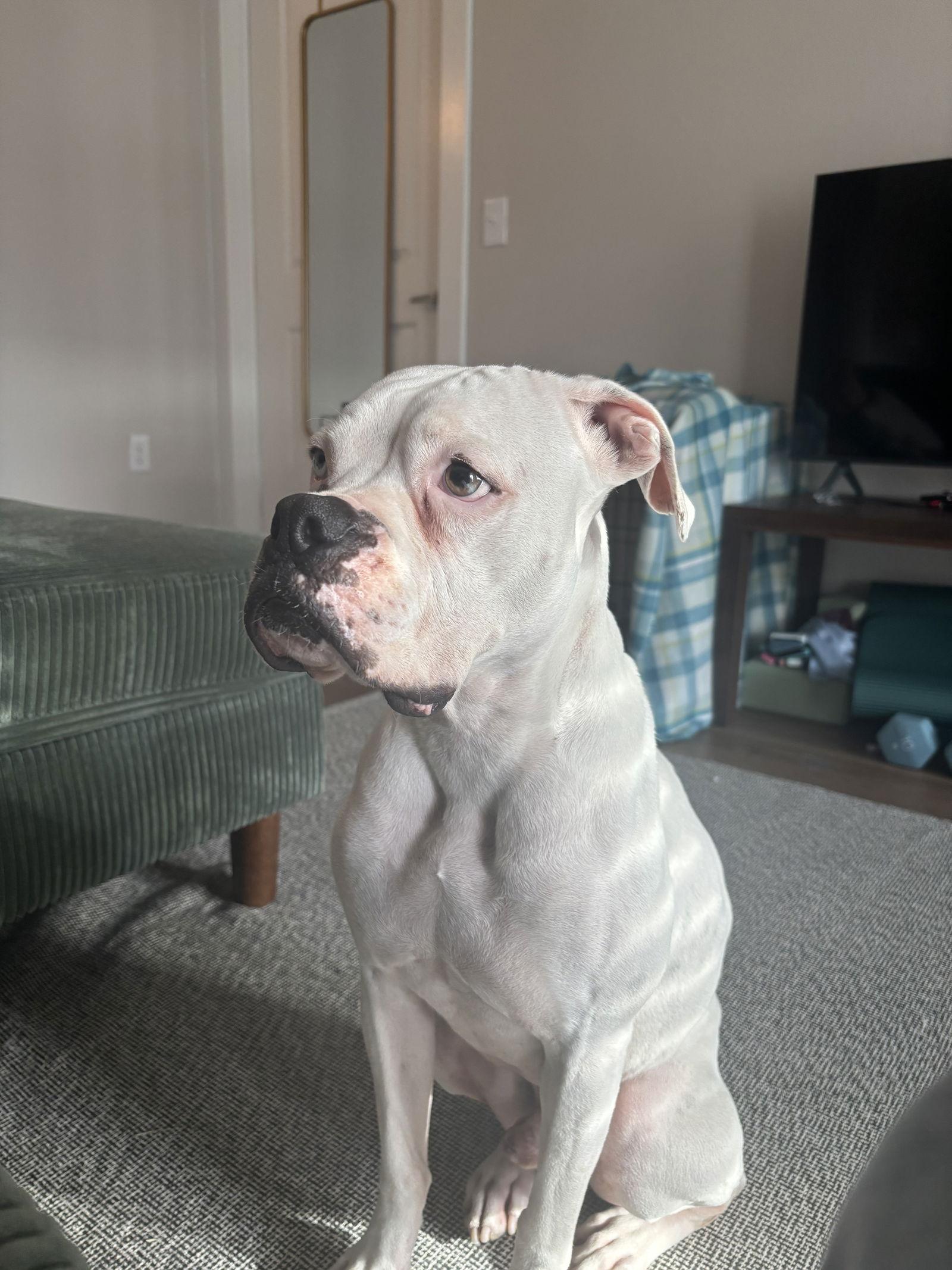 Enlarge VINO, a Adoptable Boxer in Katy, TX image 3/3