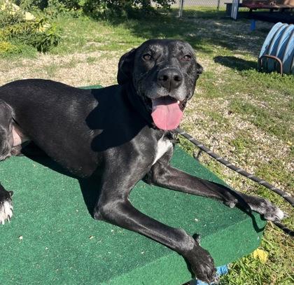 Holly, Adoptable, Adult Female Great Dane & Mixed Breed.