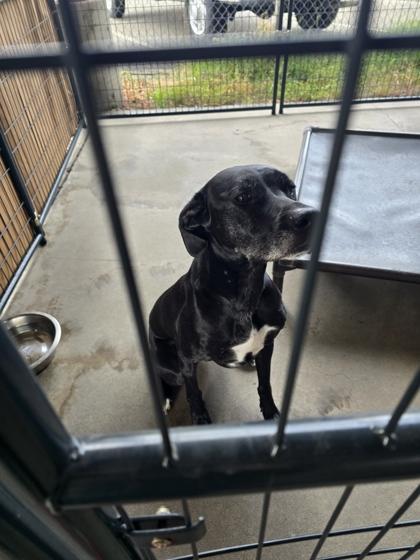 Holly, Adoptable, Adult Female Great Dane & Mixed Breed.