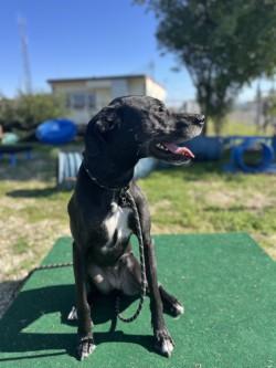 Enlarge Holly, a Adoptable mixed breed in Roseville, CA image 3/3