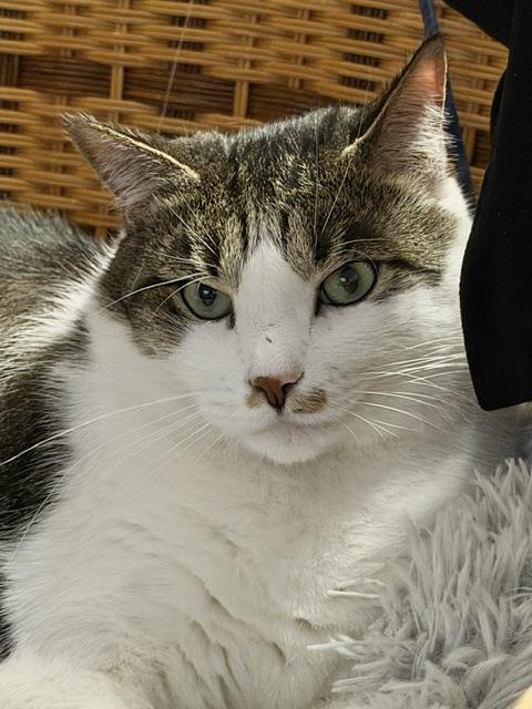 Judge and Judy, a ADOPTABLE Domestic Short Hair in New York, NY image 6/6