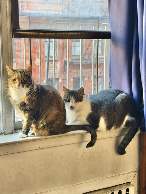 Judge and Judy, a ADOPTABLE Domestic Short Hair in New York, NY image 1/6