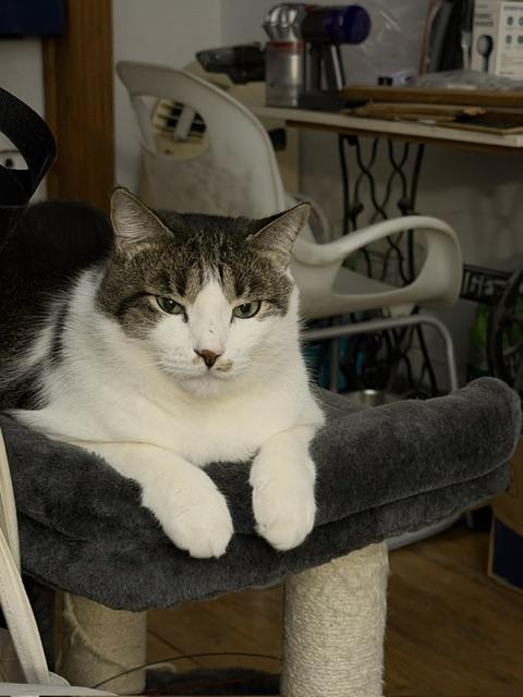 Judge and Judy, a ADOPTABLE Domestic Short Hair in New York, NY image 5/6