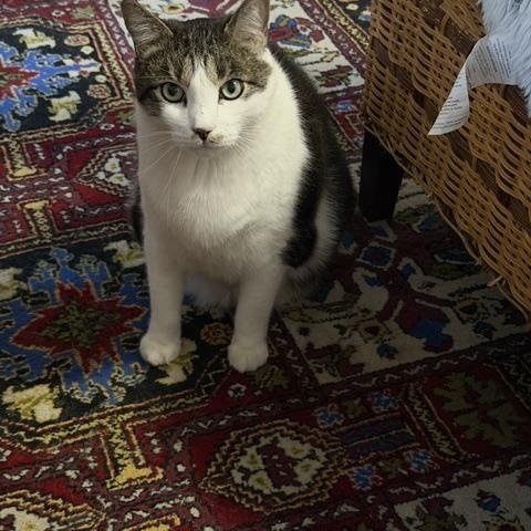 Judge and Judy, a ADOPTABLE Domestic Short Hair in New York, NY image 4/6