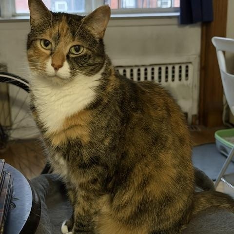 Judge and Judy, a ADOPTABLE Domestic Short Hair in New York, NY image 2/6