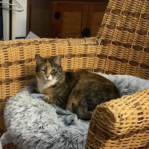 Judge and Judy, a ADOPTABLE Domestic Short Hair in New York, NY image 3/6