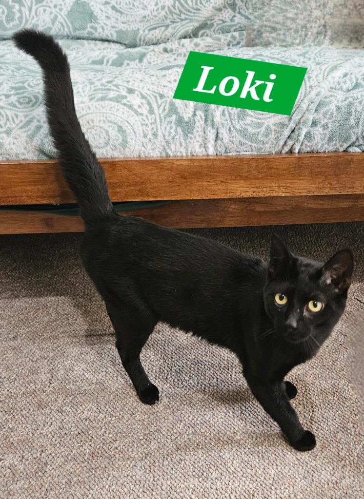 Enlarge Loki, a Adopted mixed breed in Manchester, TN image 1/1
