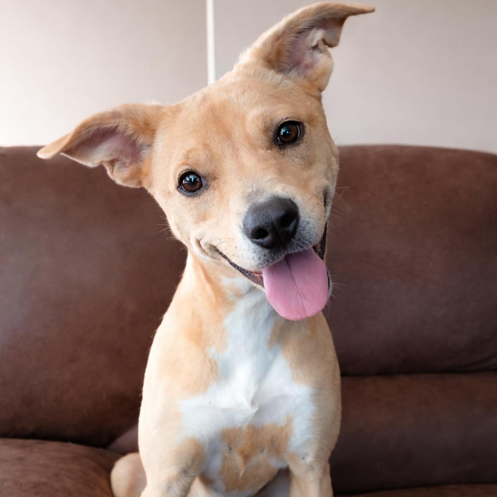 Enlarge Sandy - Adoption Fee Sponsored (Weekend Warrior), a Adoptable Mixed Breed in Columbiana, AL image 1/4