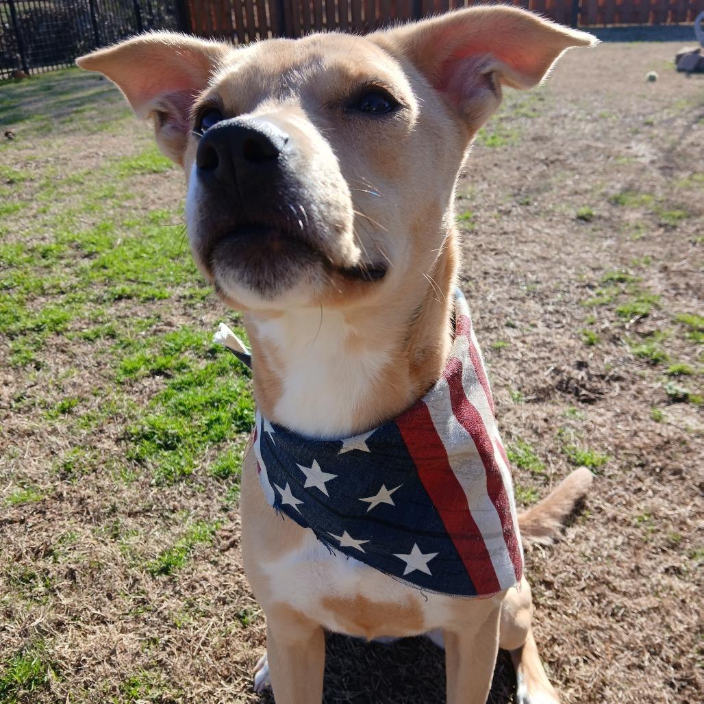 Enlarge Sandy - Adoption Fee Sponsored (Weekend Warrior), a Adoptable Mixed Breed in Columbiana, AL image 2/4