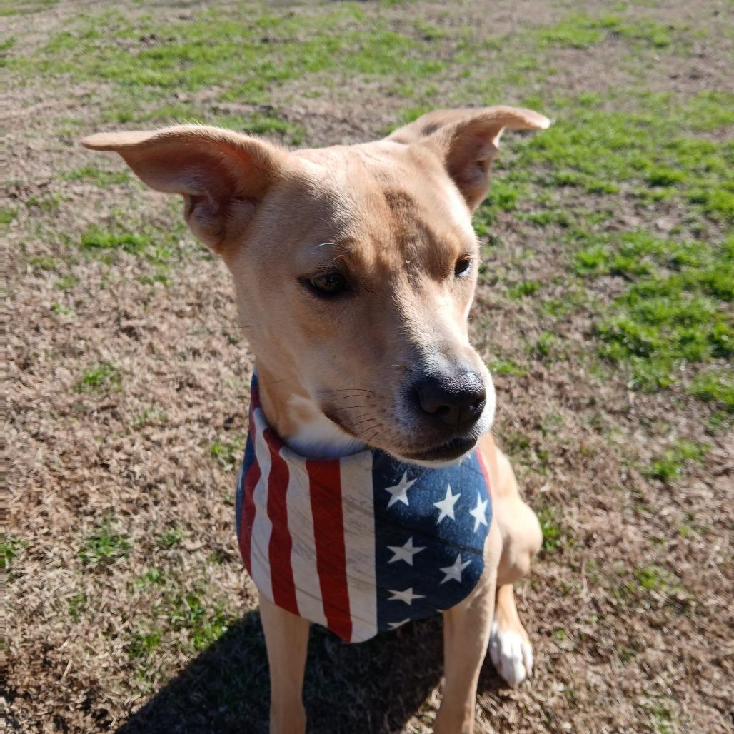 Enlarge Sandy - Adoption Fee Sponsored (Weekend Warrior), a Adoptable Mixed Breed in Columbiana, AL image 3/4