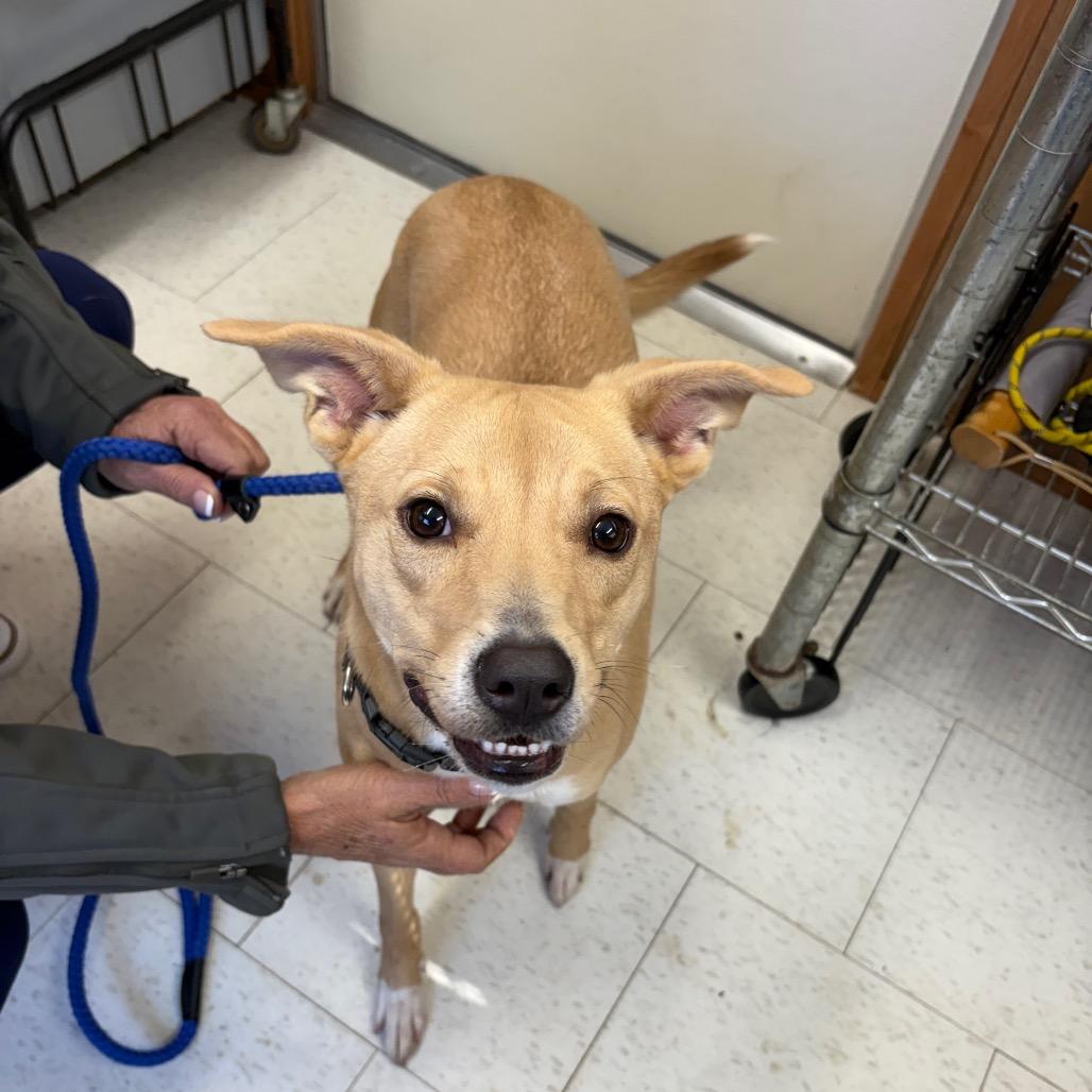 Enlarge Sandy - Adoption Fee Sponsored, a Adoptable Mixed Breed in Columbiana, AL image 1/1