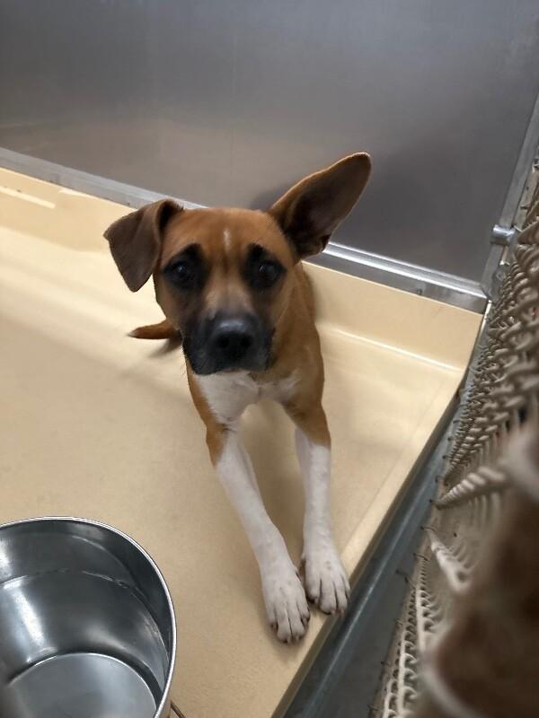 Smiley, Adoptable, Adult Female German Shepherd Dog & Mixed Breed.