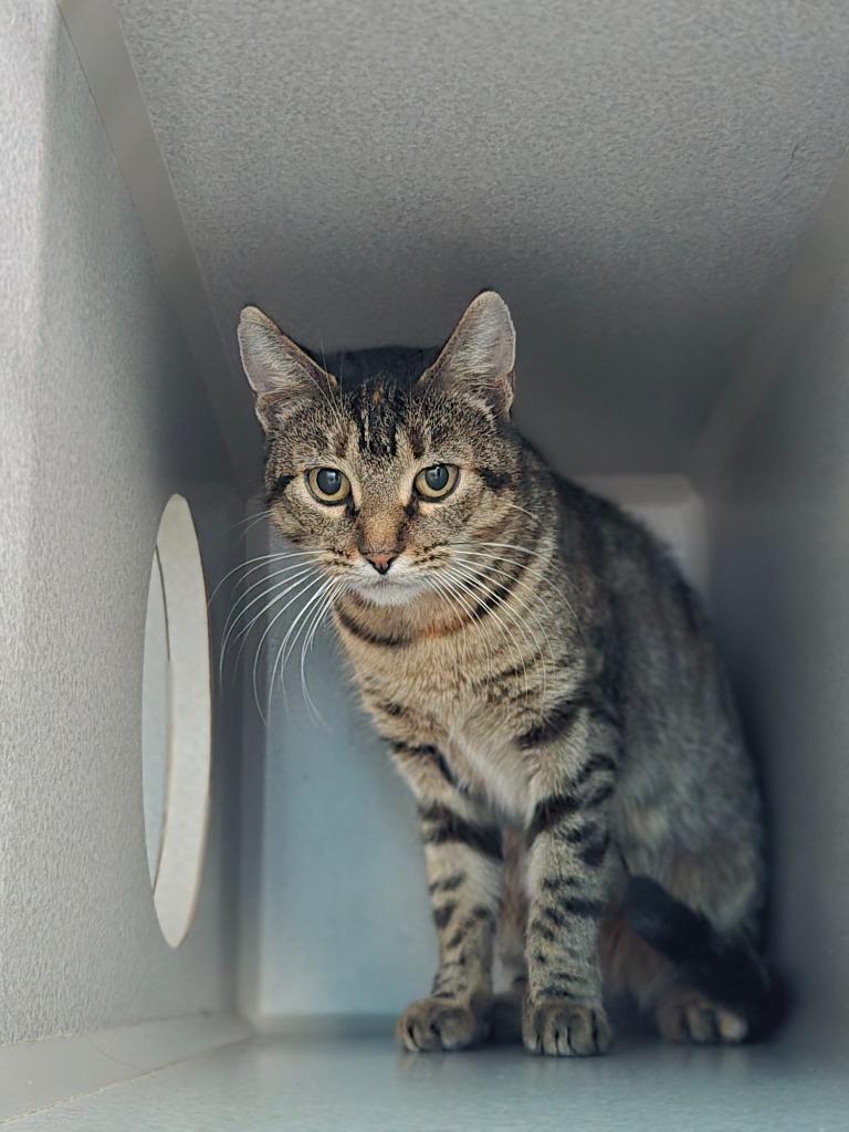 Scrabble, a Adoptable mixed breed in Viroqua, WI image 1/2