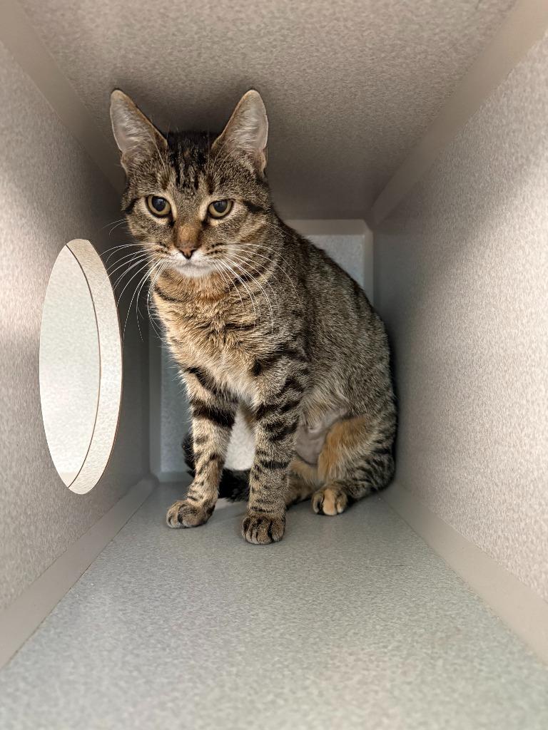 Scrabble, a Adoptable mixed breed in Viroqua, WI image 2/2