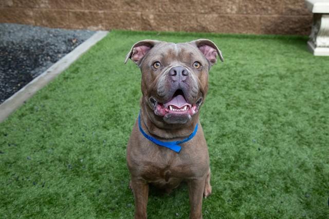 FRANKINCENSE, Adoptable, Young Male American Bulldog & Mixed Breed.