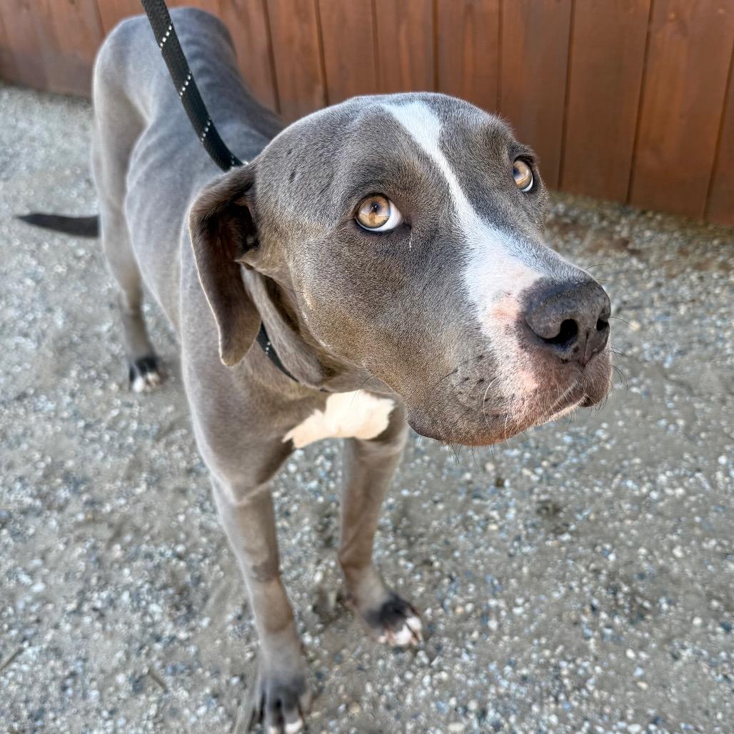 Enlarge WYNONA, a ADOPTABLE mixed breed in Joshua Tree, CA image 1/3