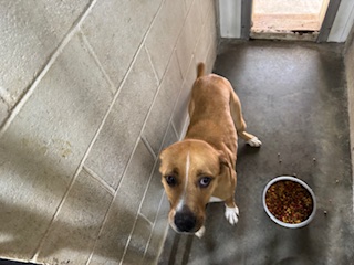 Enlarge JoJo, a Adopted Mixed Breed in Fairfield Bay, AR image 1/1