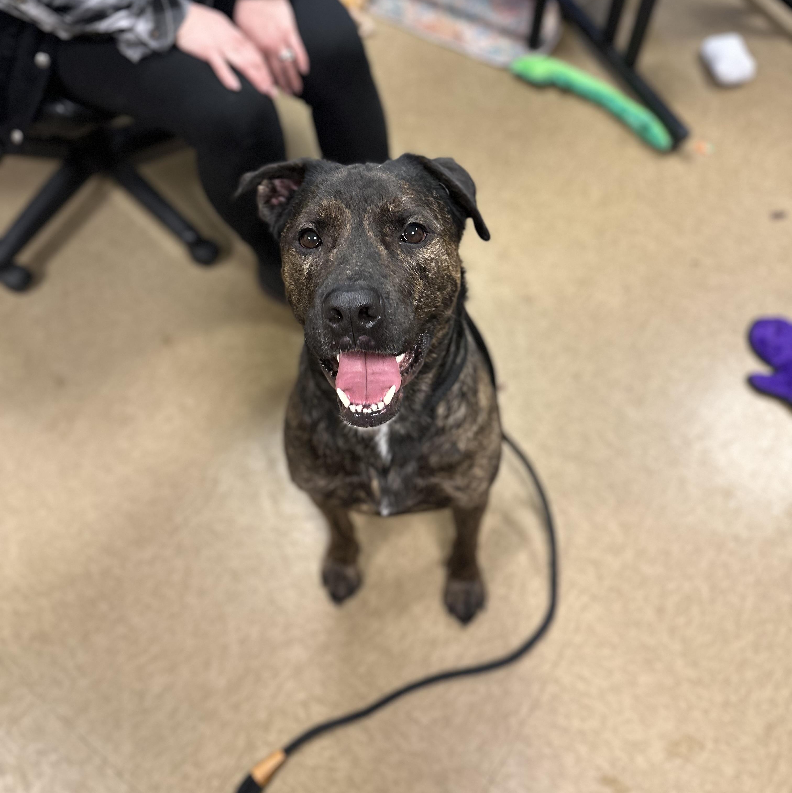 Chowder, a ADOPTABLE mixed breed in Myerstown, PA image 5/5