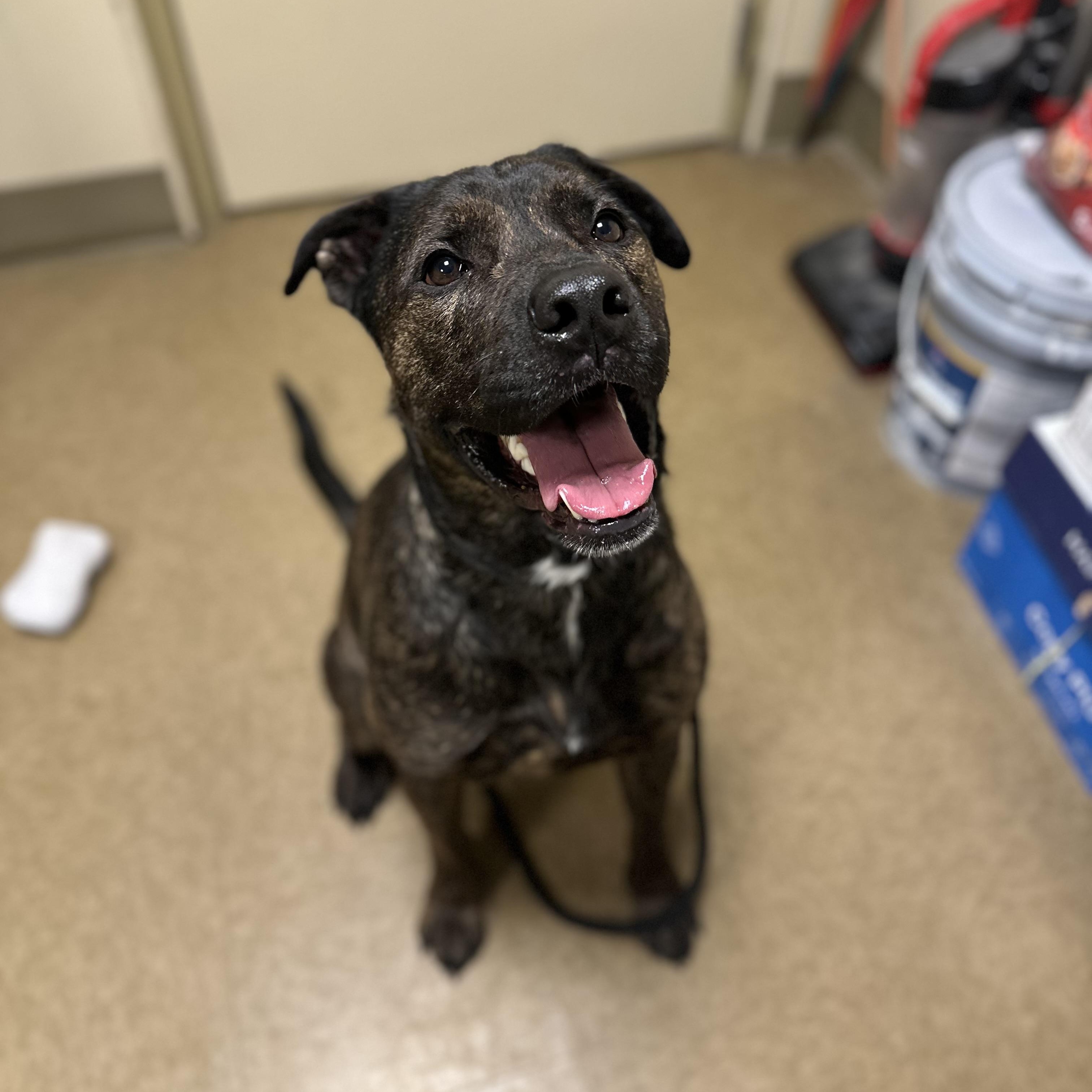 Chowder, a ADOPTABLE mixed breed in Myerstown, PA image 2/5