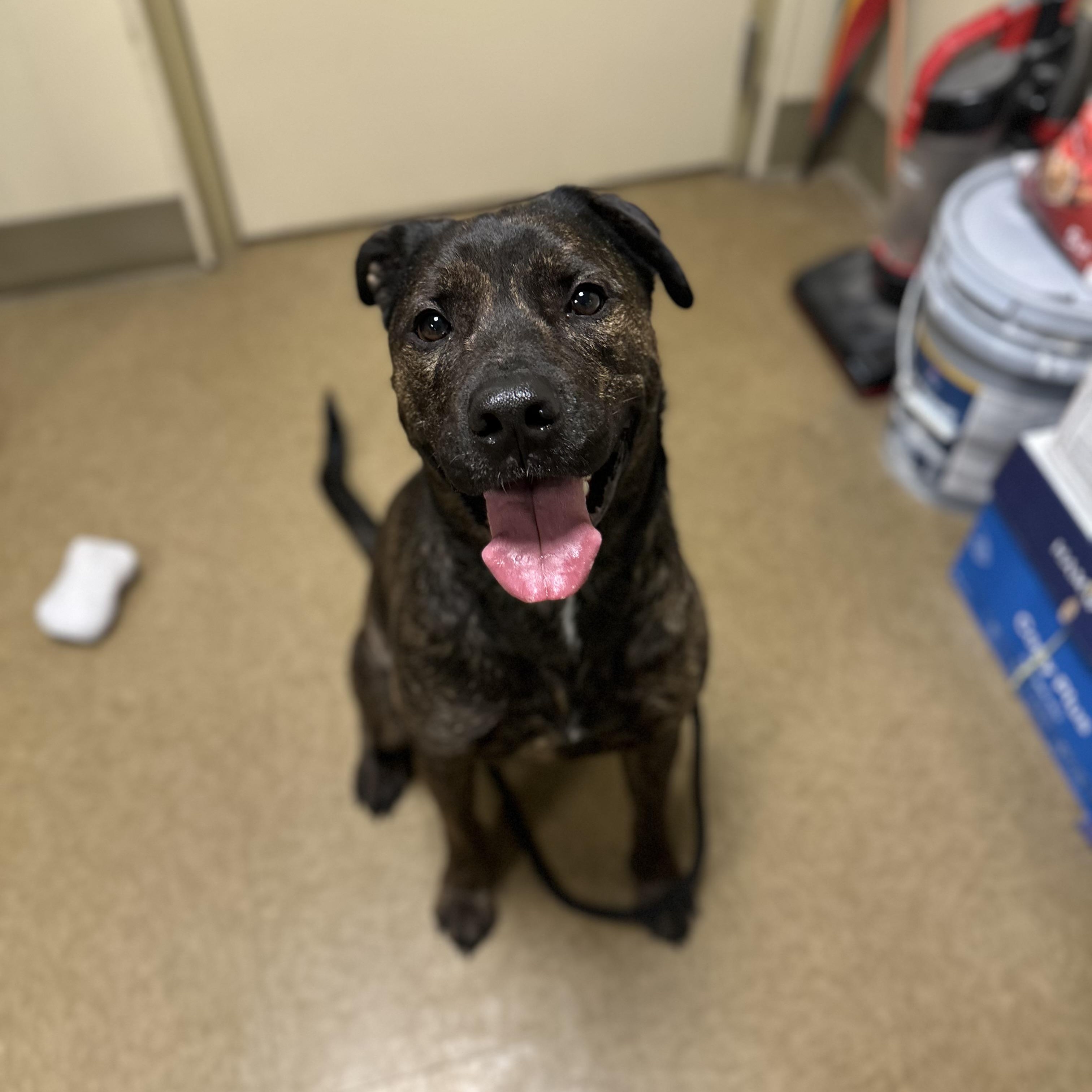 Chowder, a ADOPTABLE mixed breed in Myerstown, PA image 4/5