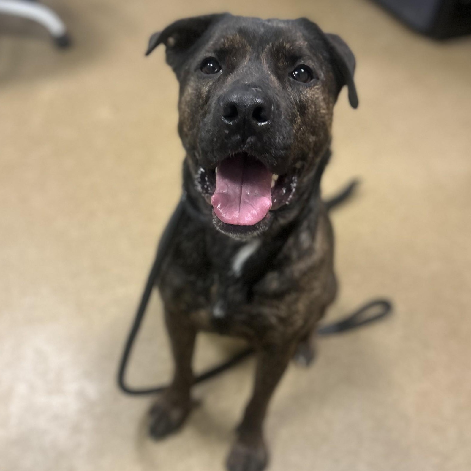 Chowder, a ADOPTABLE mixed breed in Myerstown, PA image 1/5