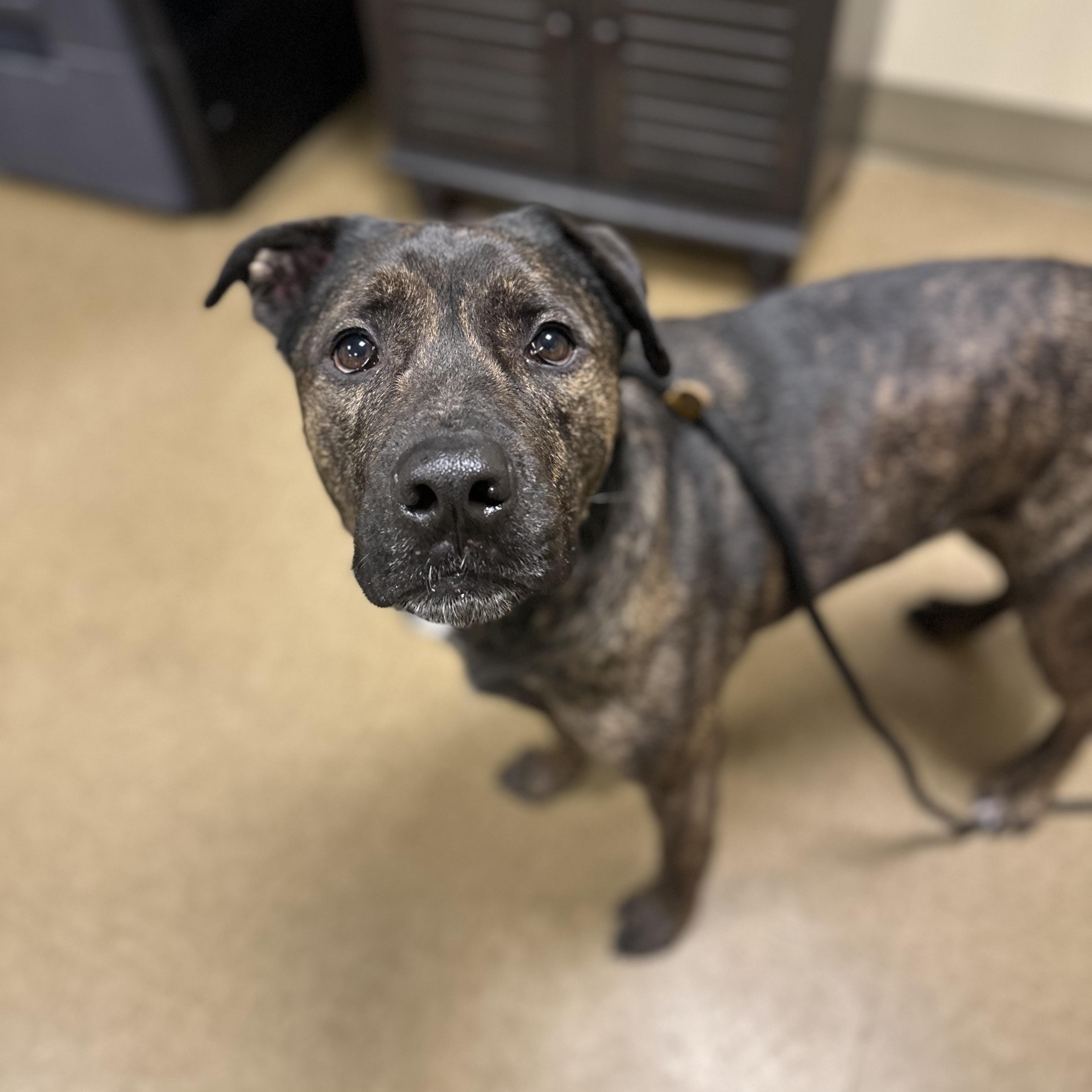 Chowder, a ADOPTABLE mixed breed in Myerstown, PA image 3/5