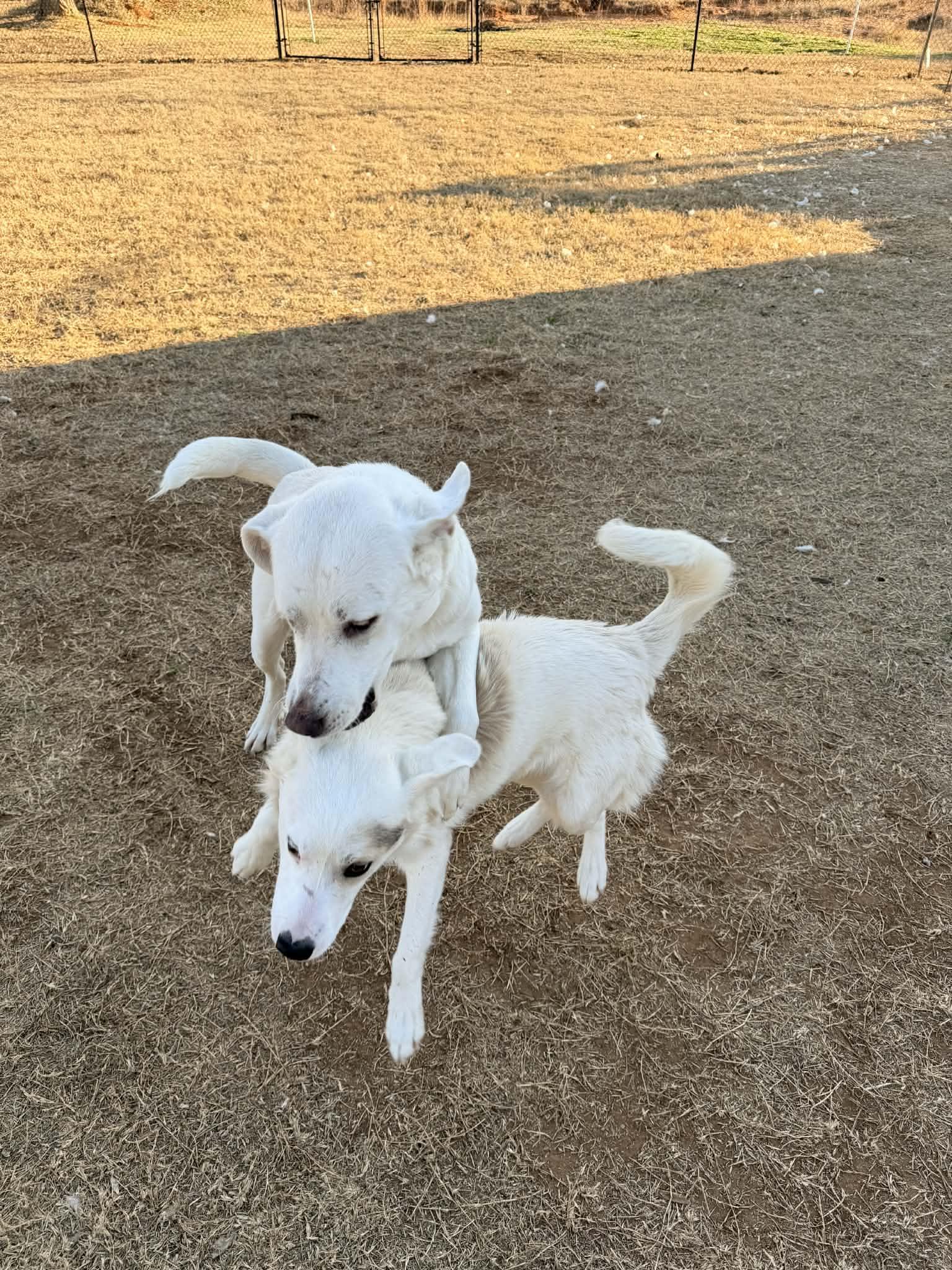 Rain, an adopted mixed breed in Piedmont, OK image 5/6