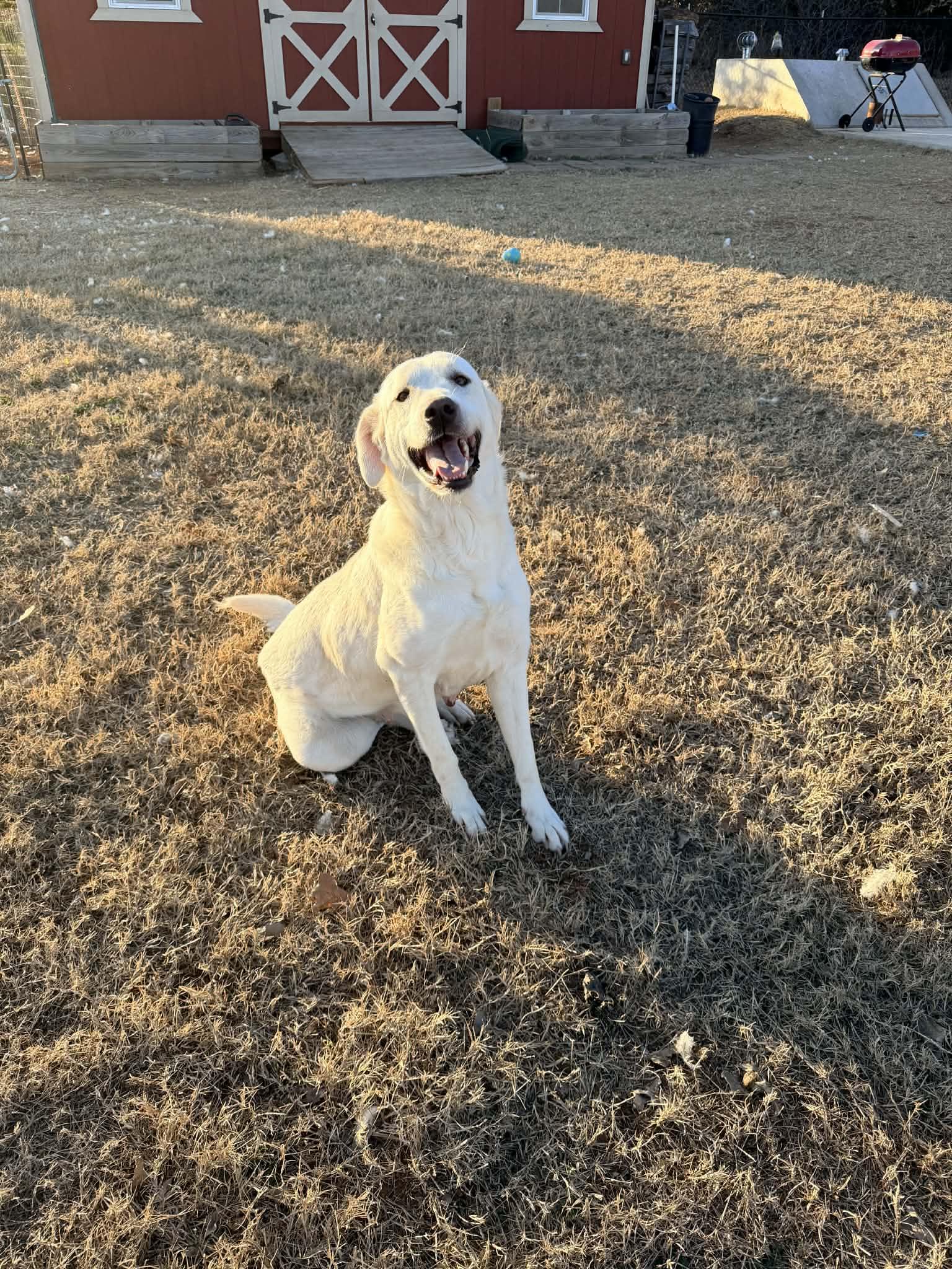 Rain, an adopted mixed breed in Piedmont, OK image 1/6