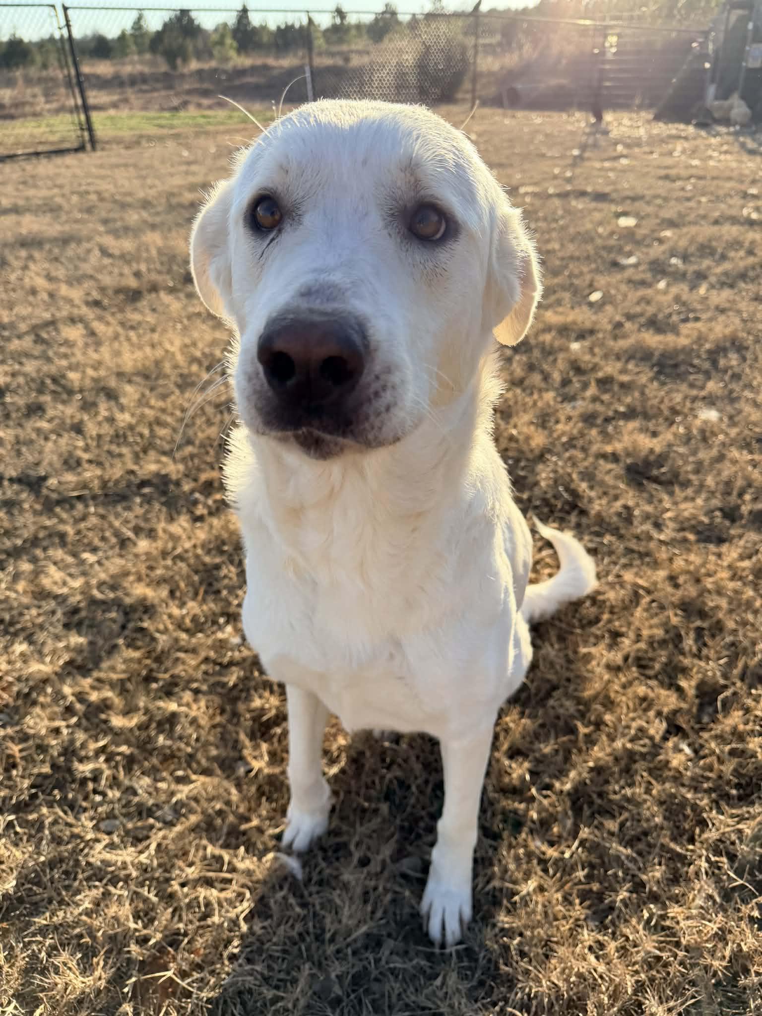Rain, an adopted mixed breed in Piedmont, OK image 4/6
