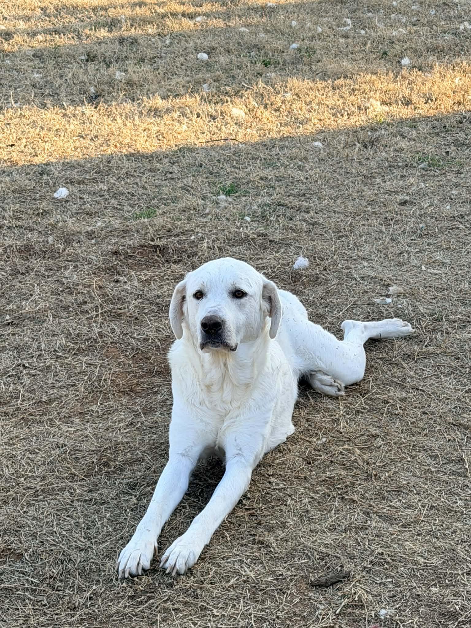 Rain, an adopted mixed breed in Piedmont, OK image 2/6
