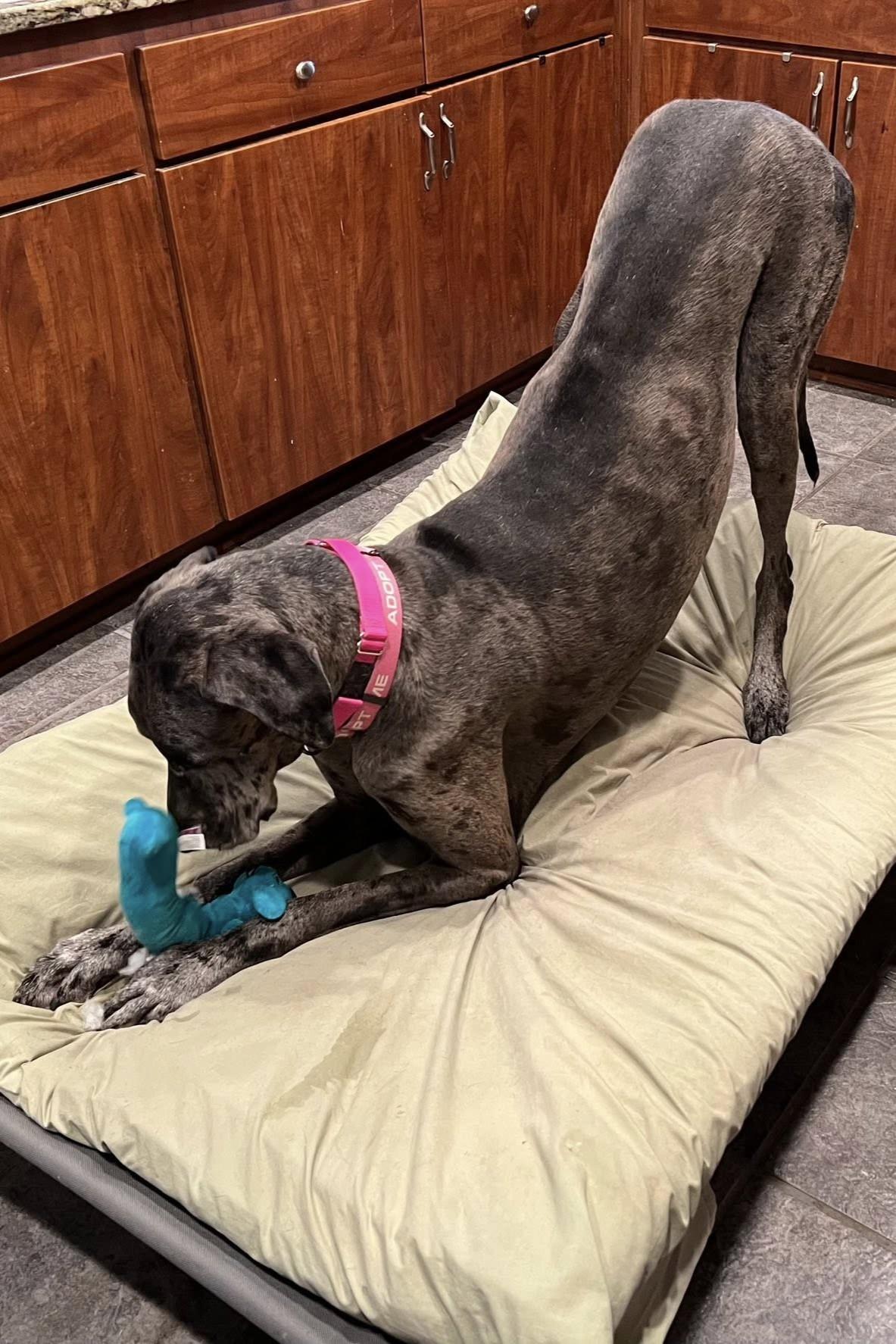 Eden, a Adoptable mixed breed in Mesa, AZ image 2/6