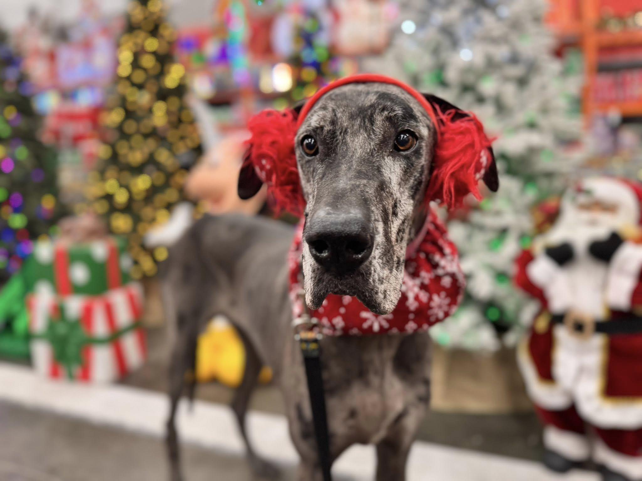 Eden, a Adoptable mixed breed in Mesa, AZ image 3/6