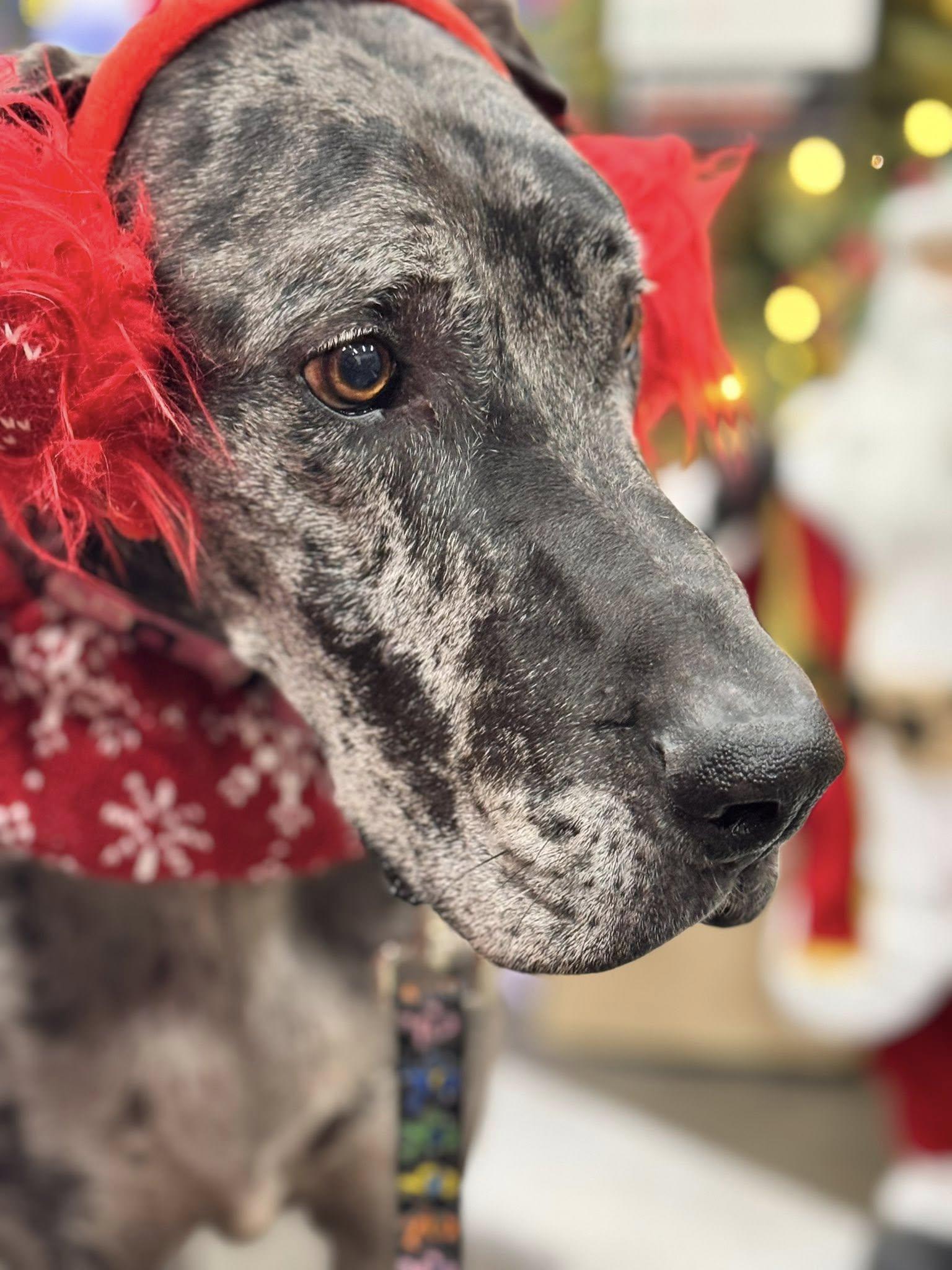 Eden, a Adoptable mixed breed in Mesa, AZ image 4/6