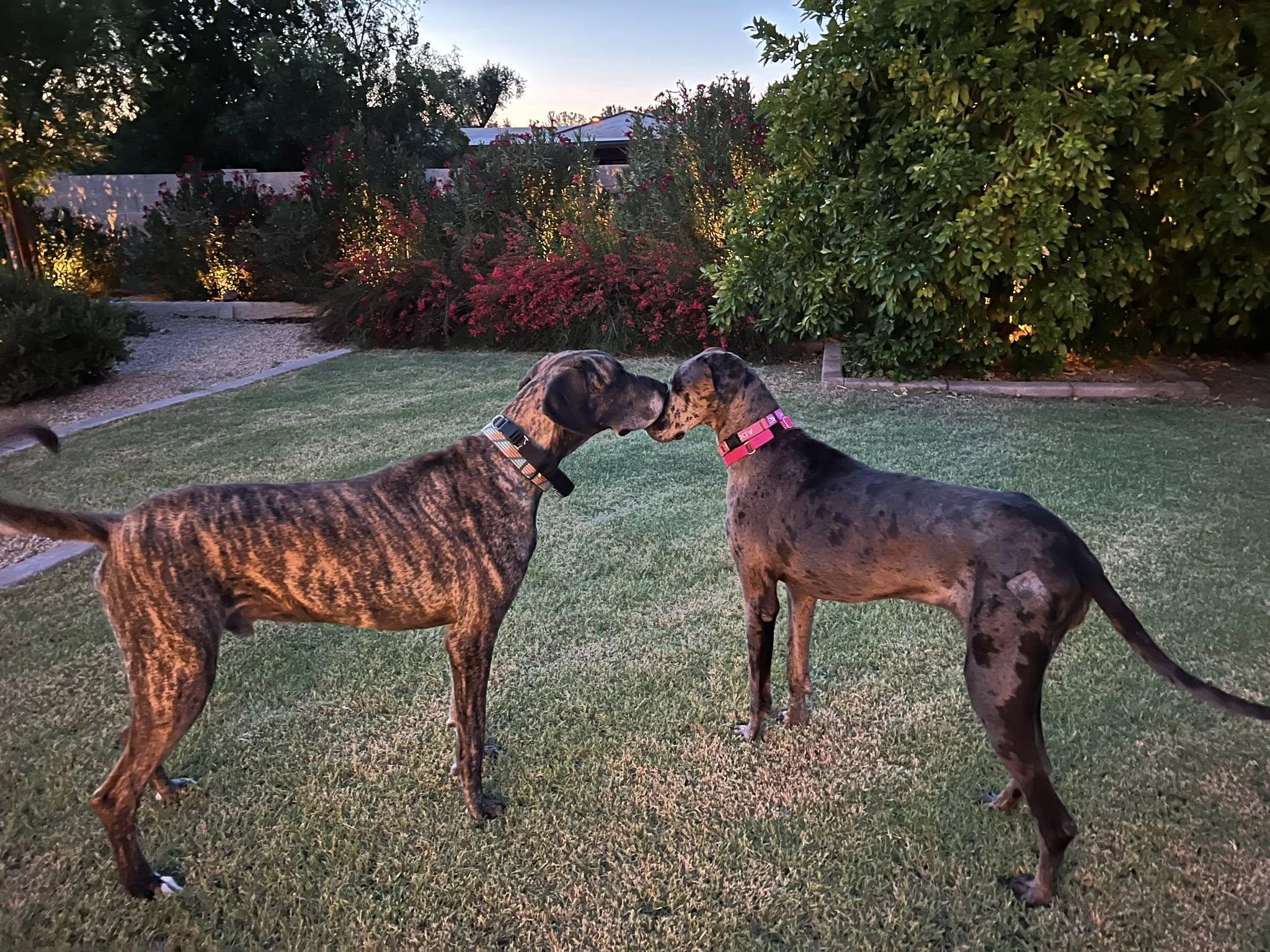 Eden, a Adoptable mixed breed in Mesa, AZ image 5/6