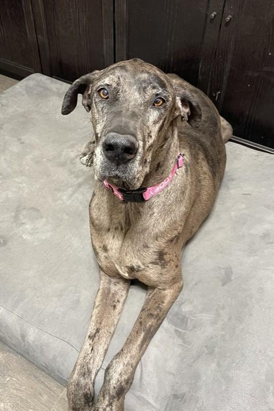 Eden, a Adoptable mixed breed in Mesa, AZ image 6/6