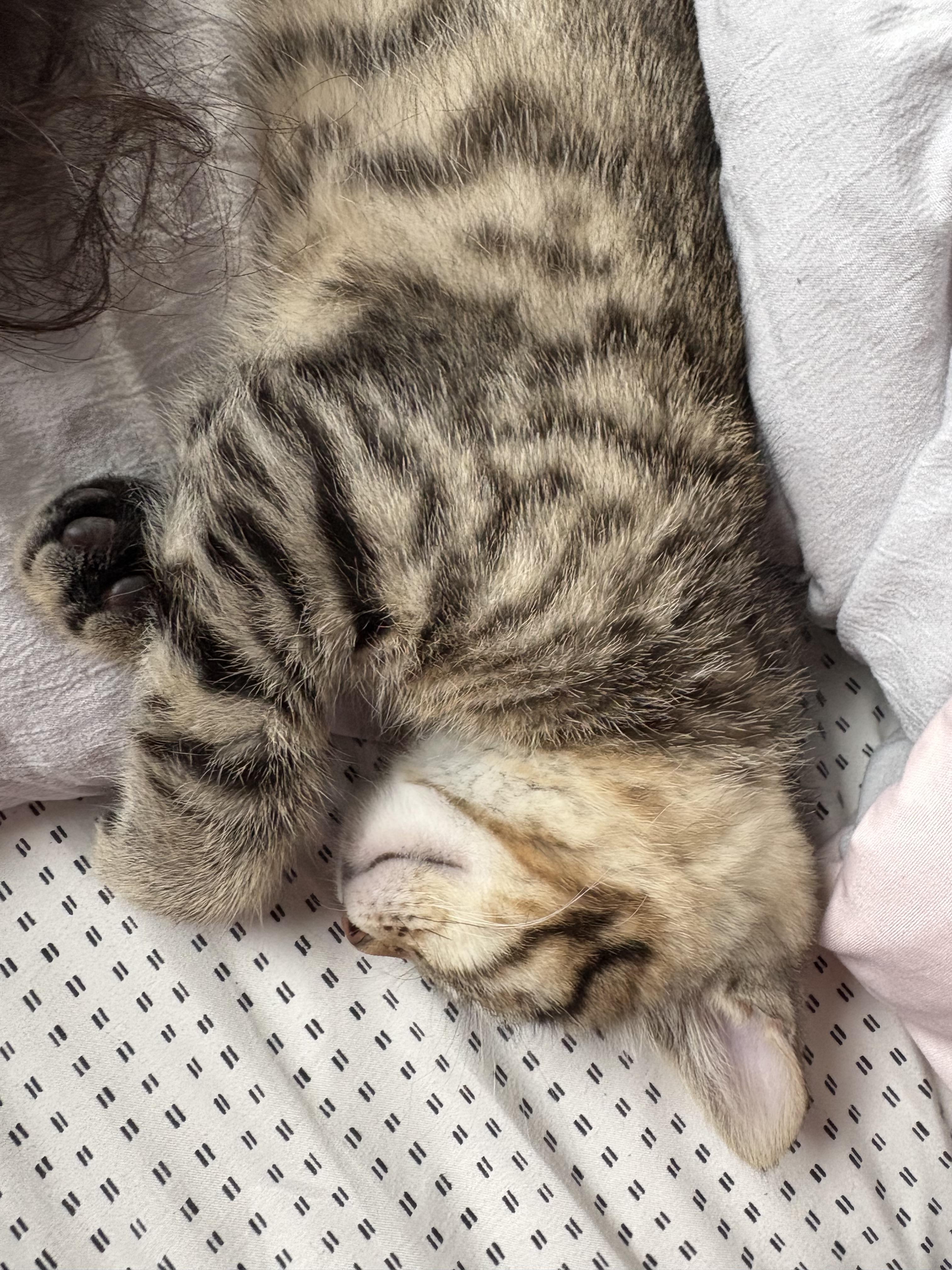 Summertime: Porgy thumbnail 3