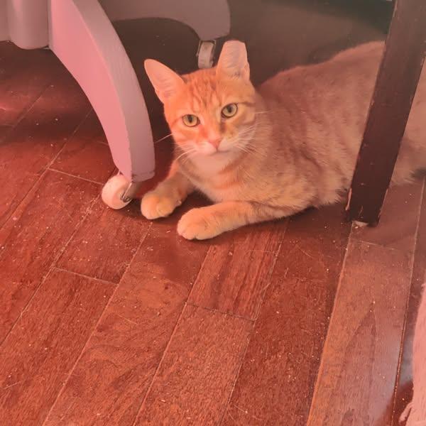 Enlarge Charlie, a Adoptable Domestic Short Hair in Spencerville, ON image 2/4