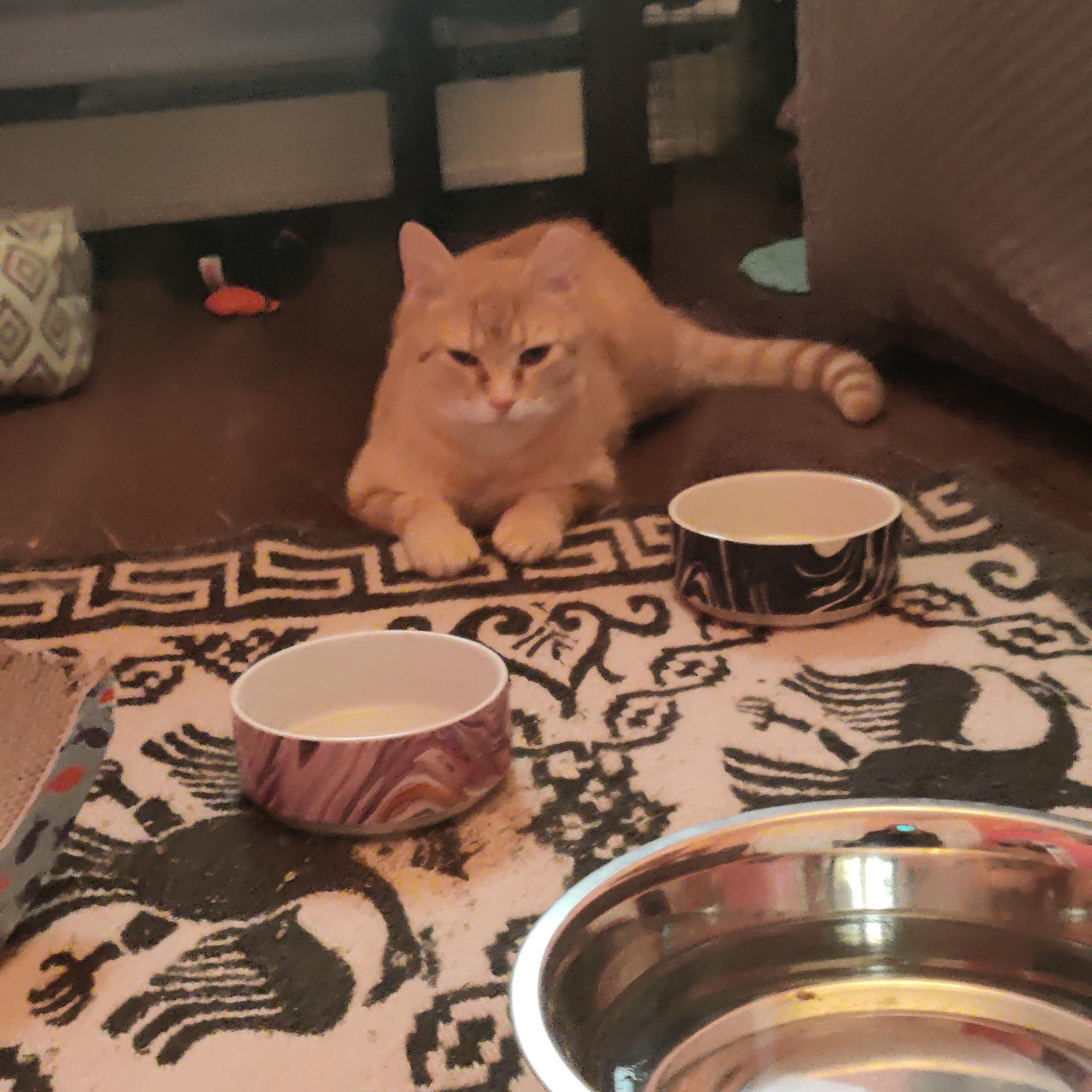 Enlarge Charlie, a Adoptable Domestic Short Hair in Spencerville, ON image 3/4