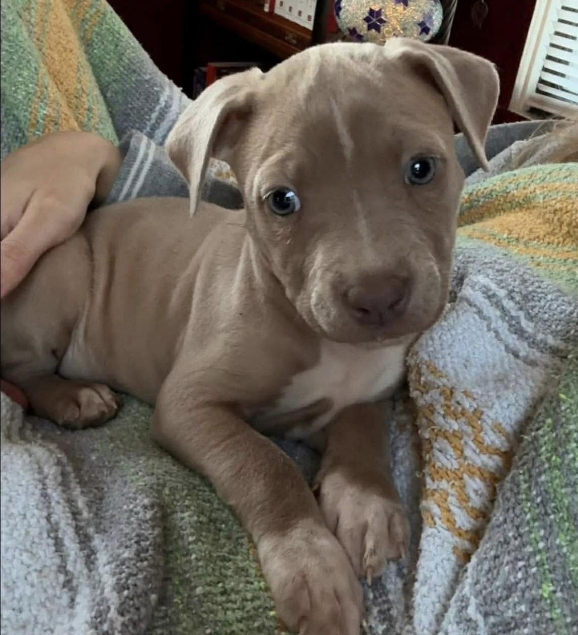 Enlarge Rosebud, a ADOPTABLE mixed breed in Boston, MA image 1/2