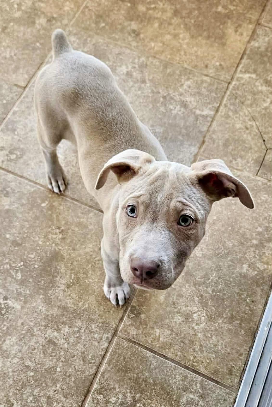 Rosebud, ADOPTABLE, Puppy Female American Staffordshire Terrier & Pit Bull Terrier.