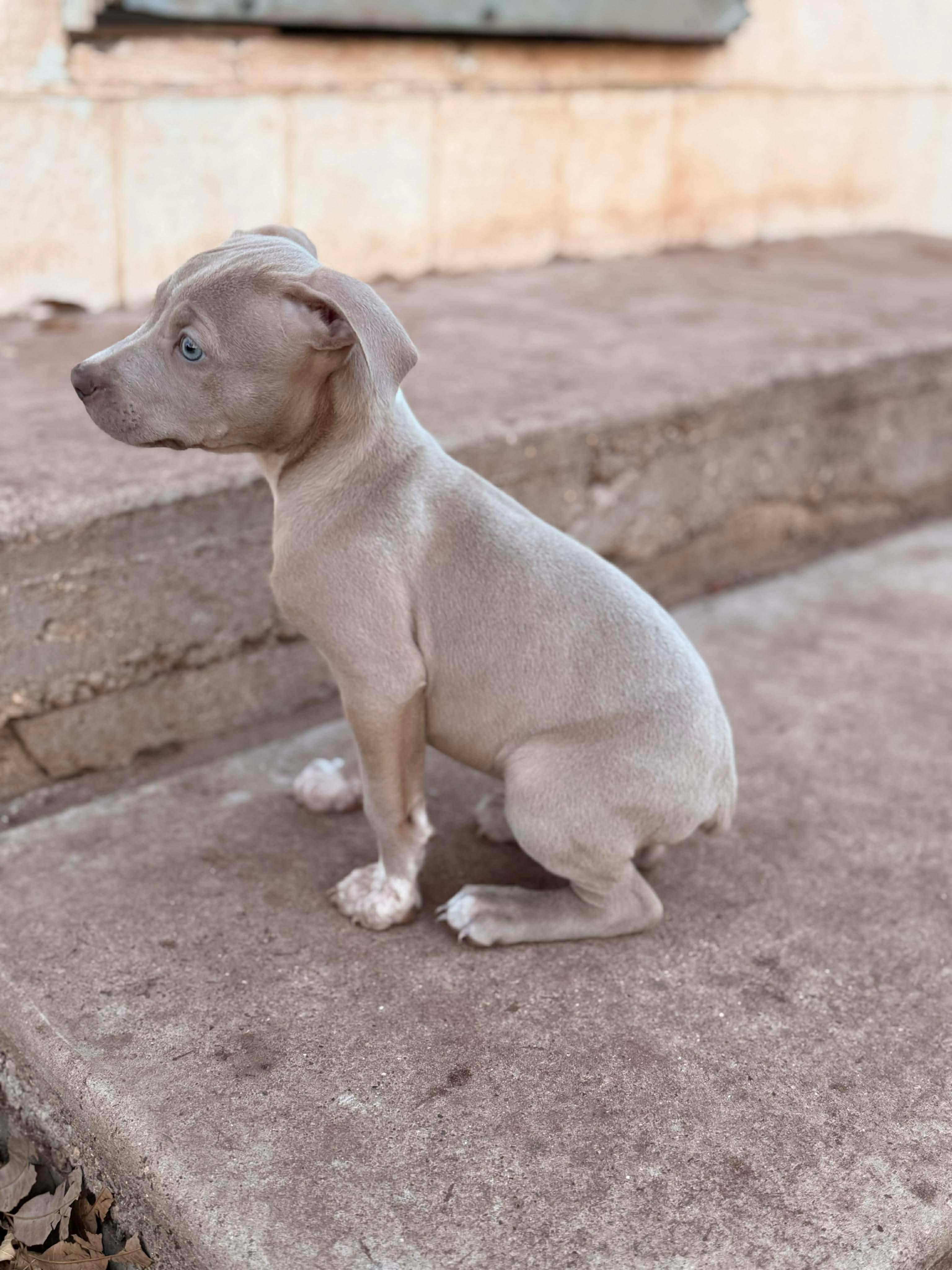 Enlarge Rosebud, a ADOPTABLE mixed breed in Boston, MA image 4/4