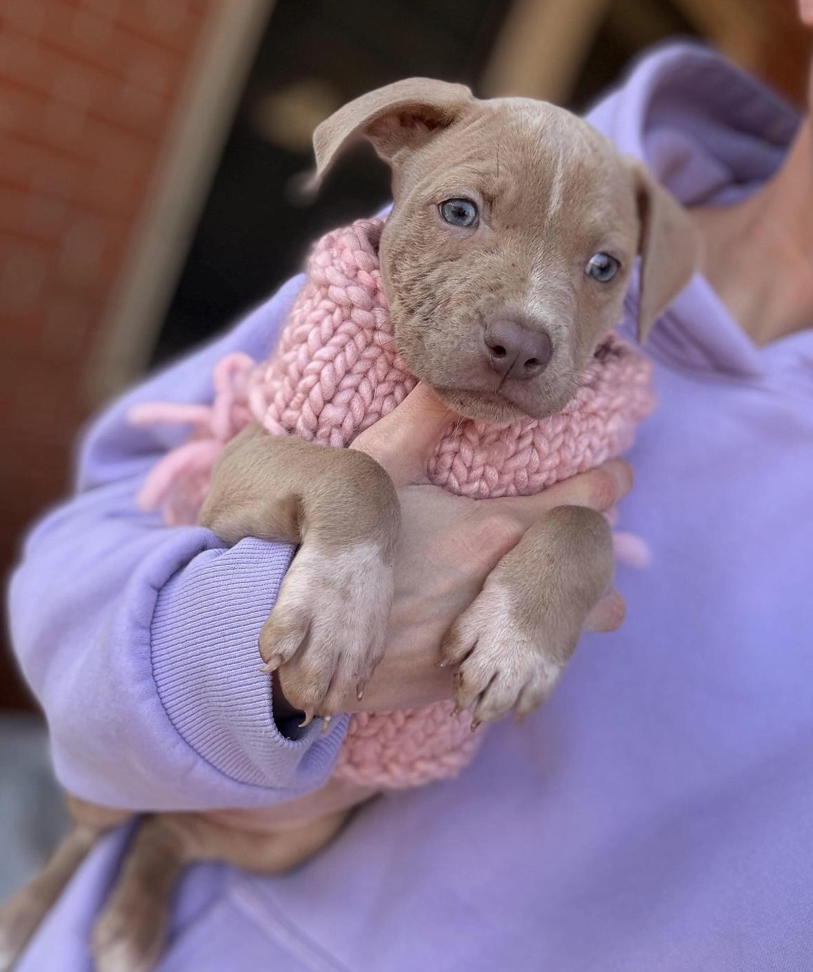 Enlarge Rosebud, a ADOPTABLE mixed breed in Boston, MA image 2/2