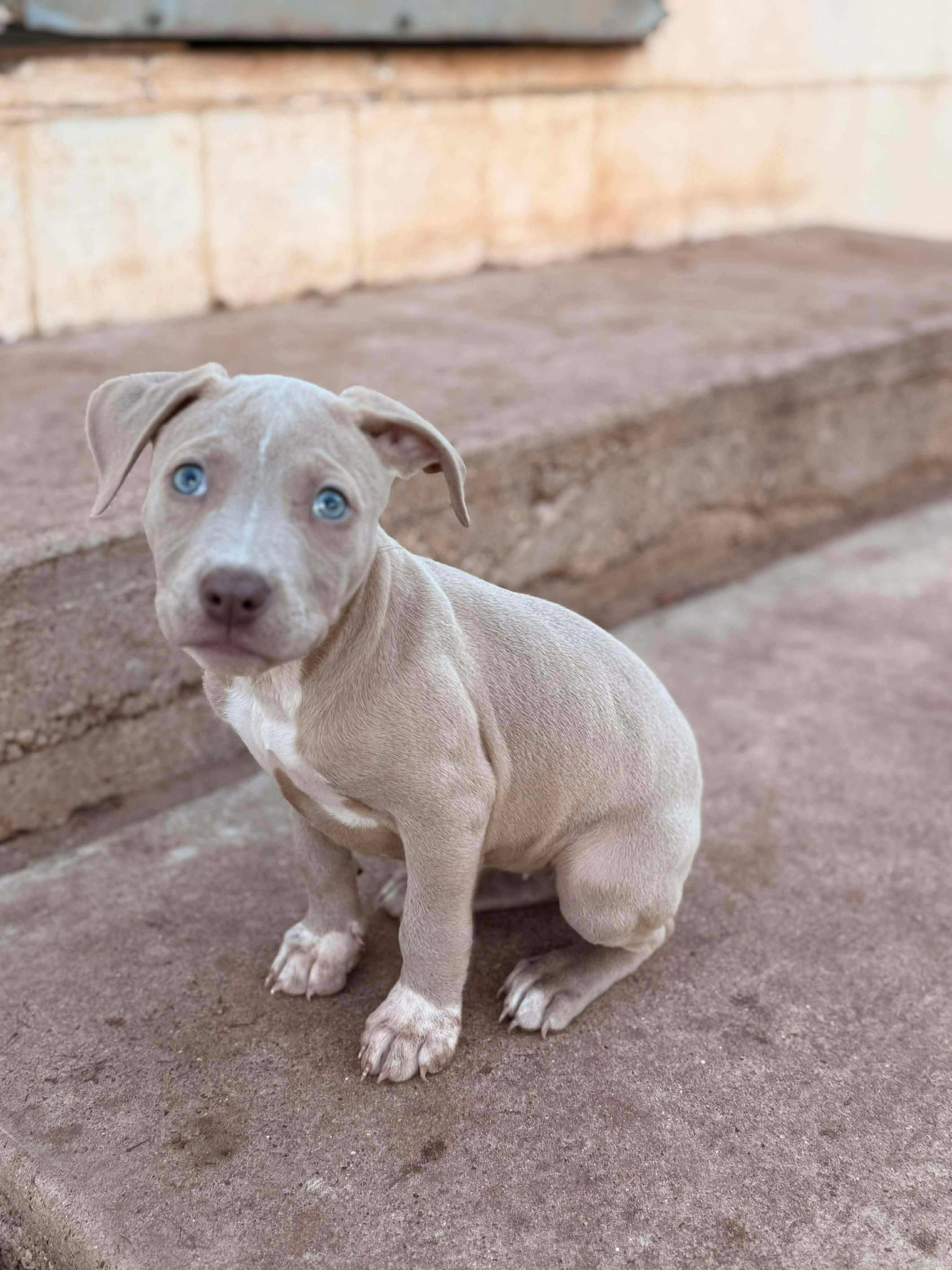 Enlarge Rosebud, a ADOPTABLE mixed breed in Boston, MA image 3/4