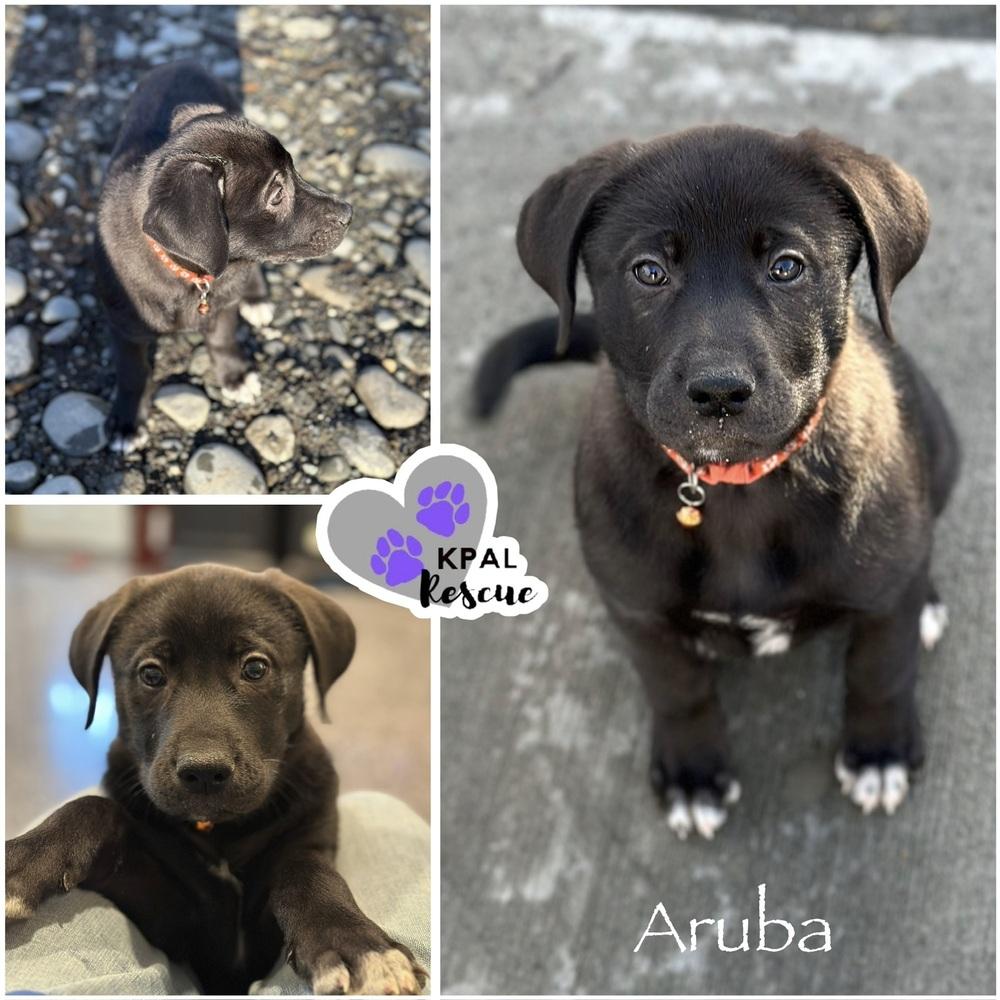 Aruba - Vacation Litter, Adoptable, Puppy Female Anatolian Shepherd & Great Pyrenees.