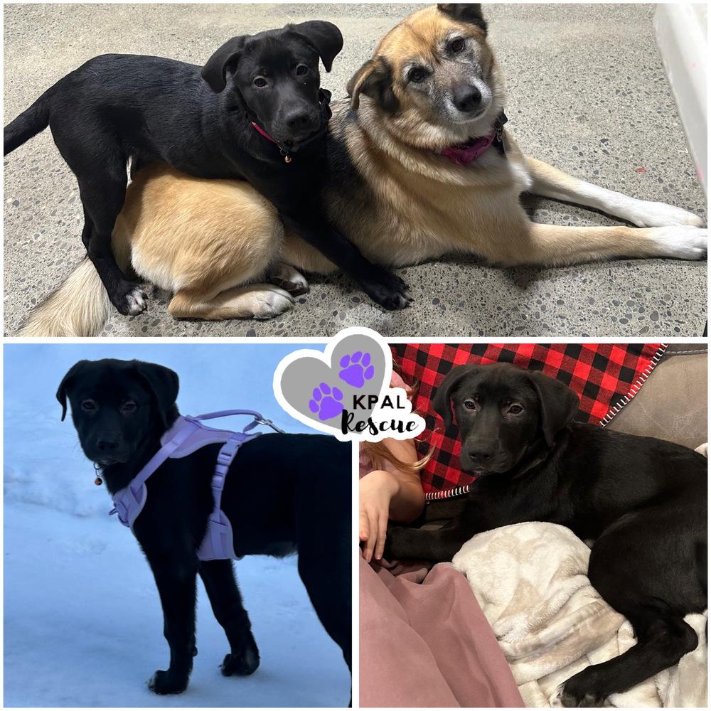 Enlarge Aruba - Vacation Litter, a Adoptable mixed breed in Kenai, AK image 2/3